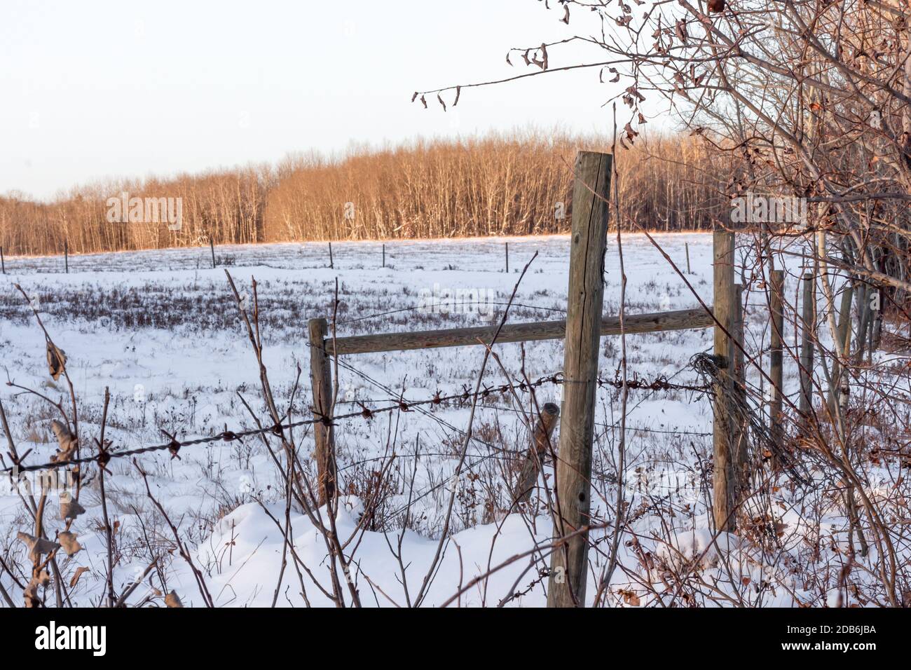 Winter farm field with fence line and trees, snow on ground Stock Photo