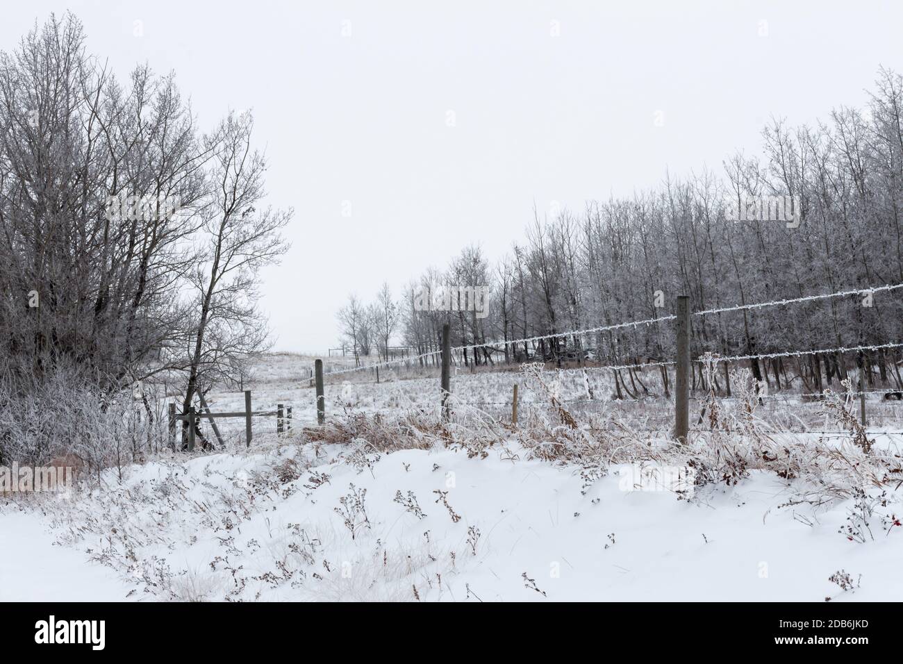 Fog and frost on trees, prairie agricultural field and fence posts Stock Photo