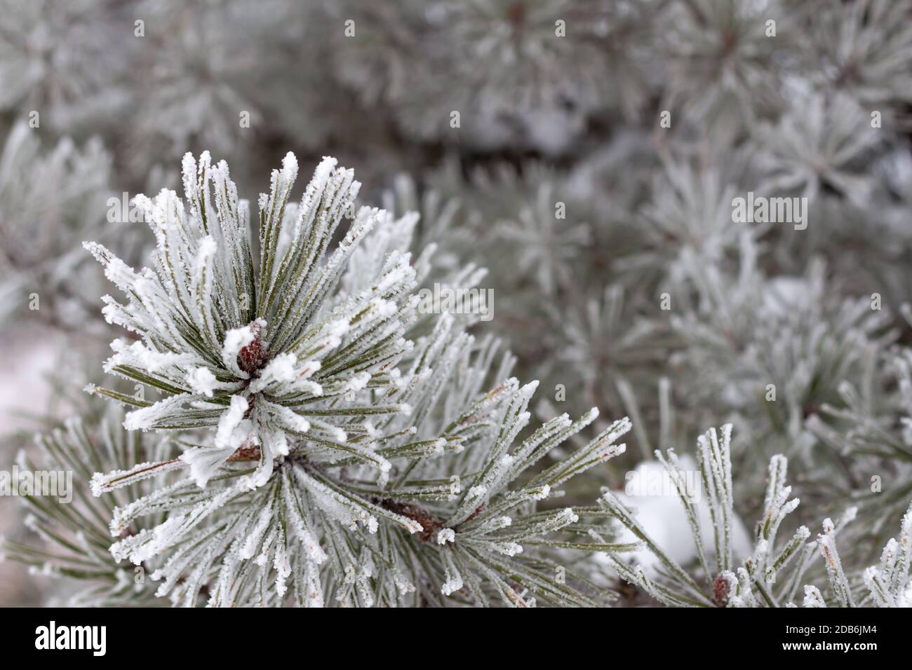 Pine branch covered in frost and snow in winter with copy space Stock Photo