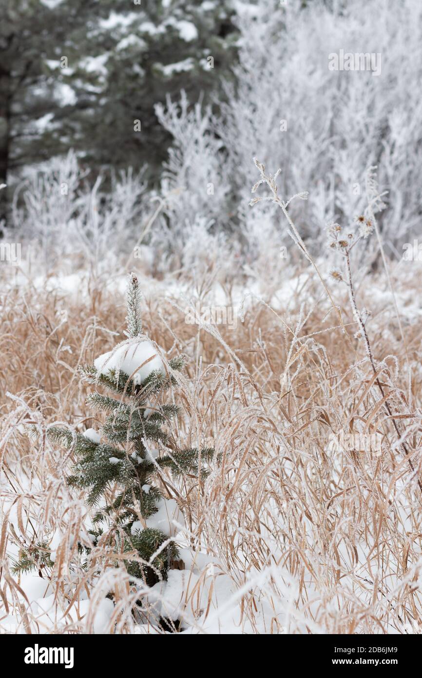Small evergreen spruce tree covered in frost and snow Stock Photo
