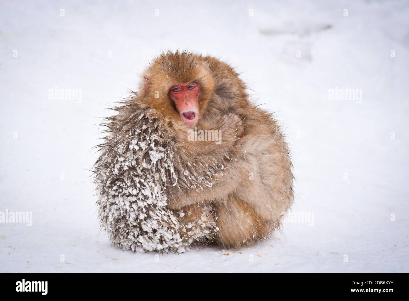 two brown cute baby snow monkeys hugging and sheltering each other from the cold snow with ice in their fur in winter. Wild animals showing love Stock Photo