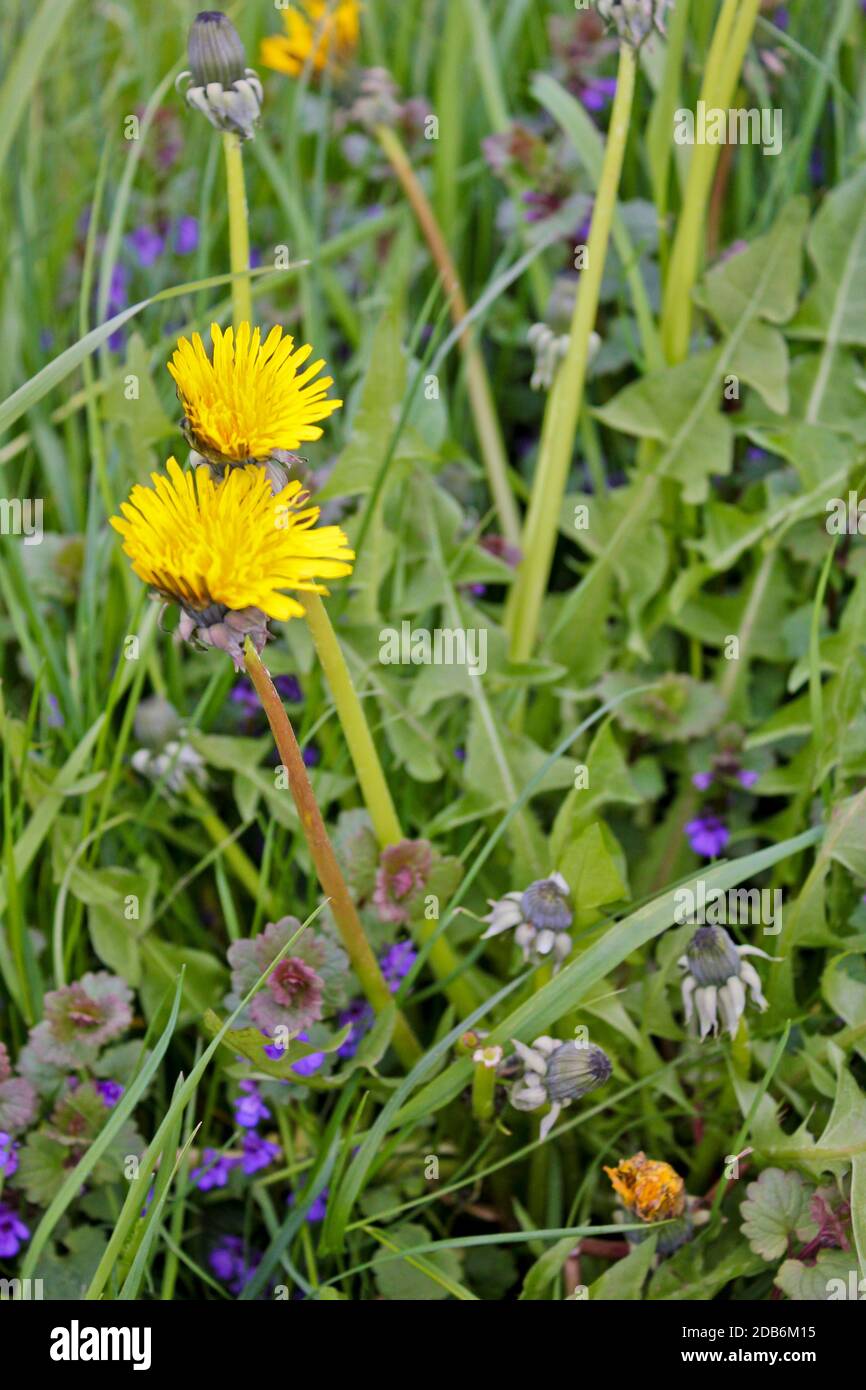 First dandelion blooms in beautiful colorful spring meadow, Lower Saxony, Germany -First dandelion blooms in beautiful colorful spring meadow, Lower S Stock Photo
