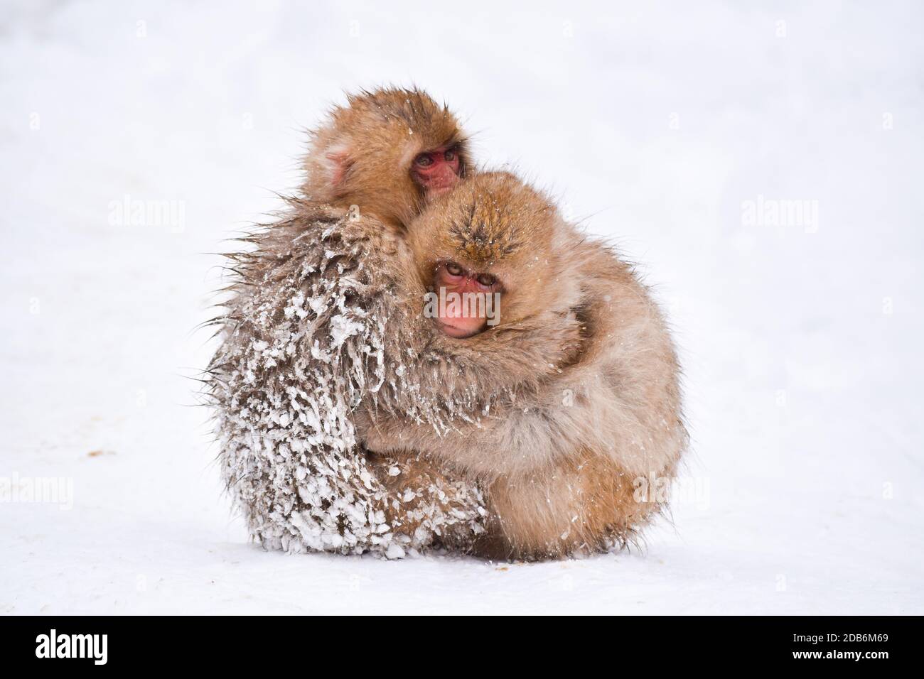 two brown cute baby snow monkeys hugging and sheltering each other from the cold snow with ice in their fur in winter. Wild animals showing love Stock Photo