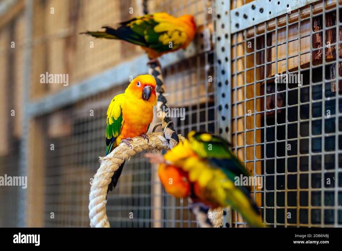 Three Sun Parakeets sitting on a perch. Aratinga solstitialis also ...