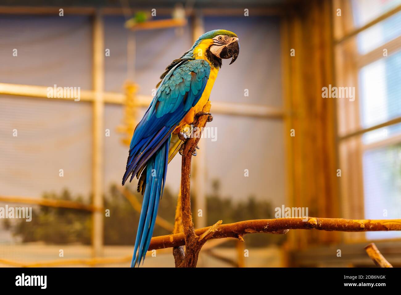 Large Ara from neotropical genus of macaws parrot family, sitting on a