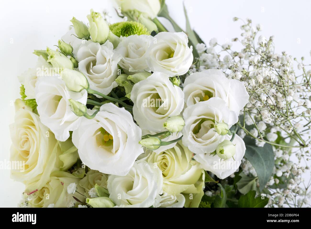 Countdown Rose Close up of white roses Stock Photo - Alamy