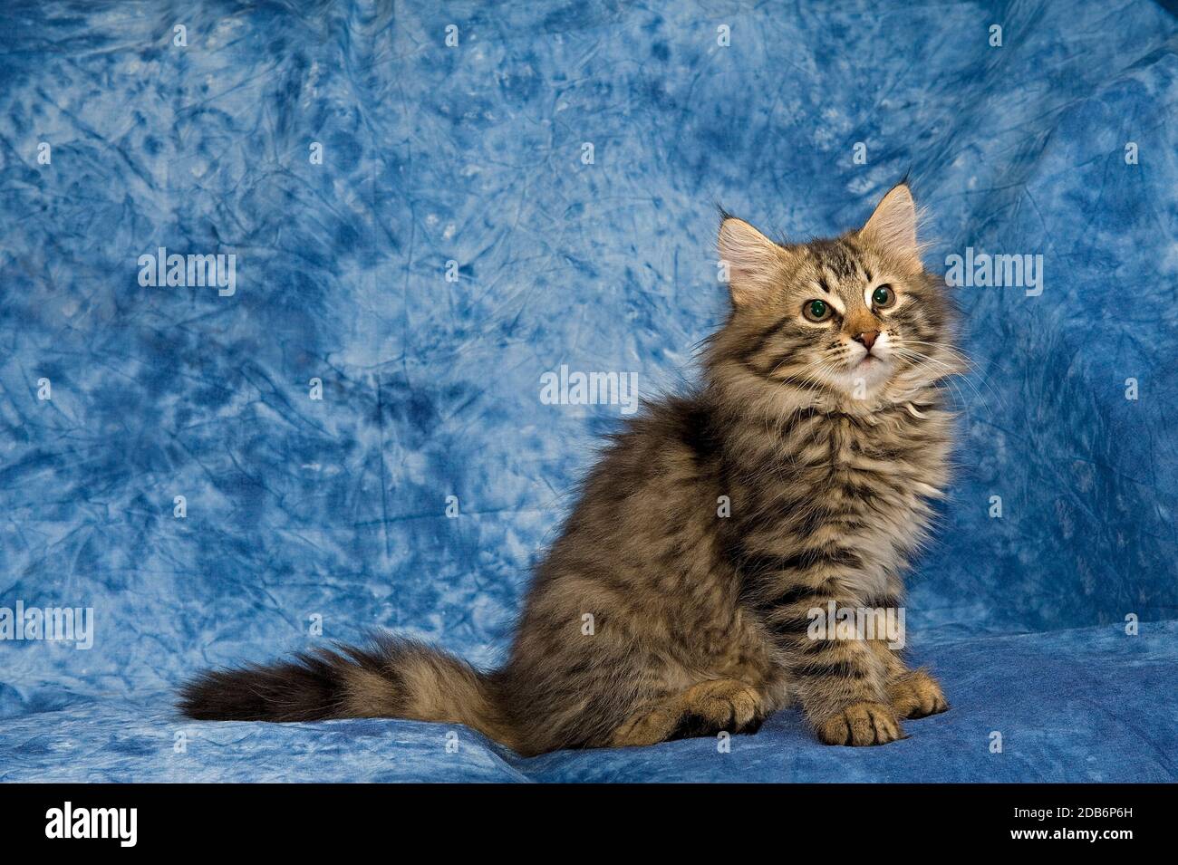 Die katze hi-res stock photography and images - Page 3 - Alamy