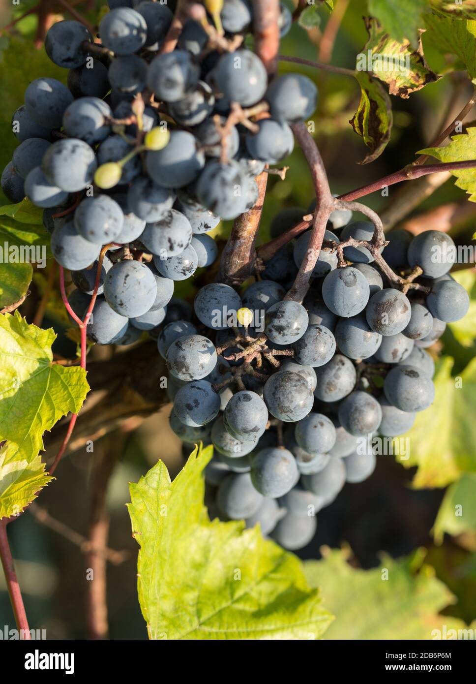 bunch of red grapes on the vine with green leaves Stock Photo - Alamy