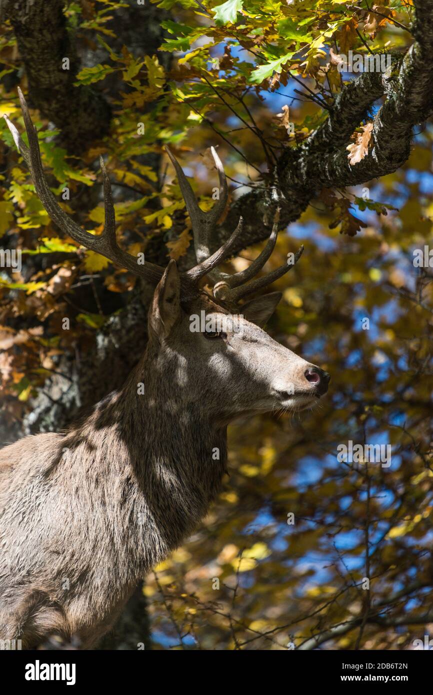 Male deer in the forest. Stock Photo