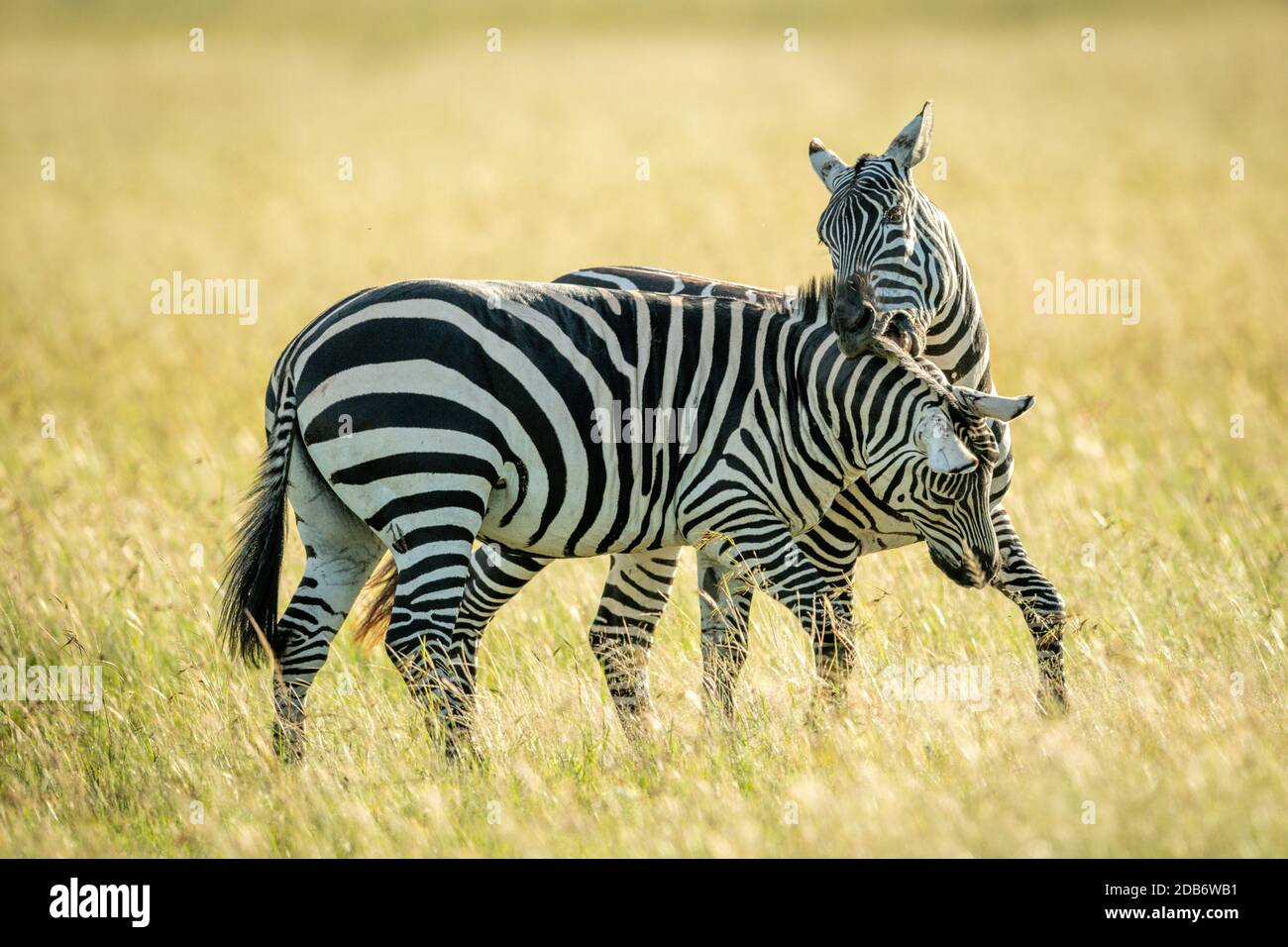 Plains zebra bites another in long grass Stock Photo