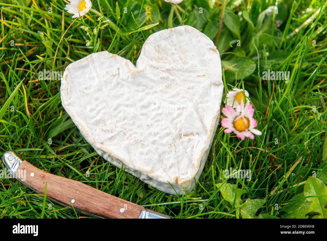 French Neufchatel cheese on the grass Stock Photo