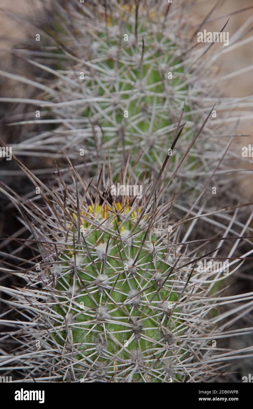 Cactus Haageocereus decumbens in the Arica y Parinacota Region. Chile. Stock Photo