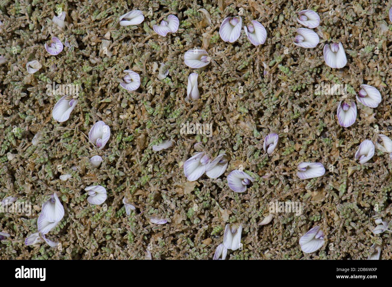 Wild plant in flower in Lauca National Park. Arica y Parinacota Region ...