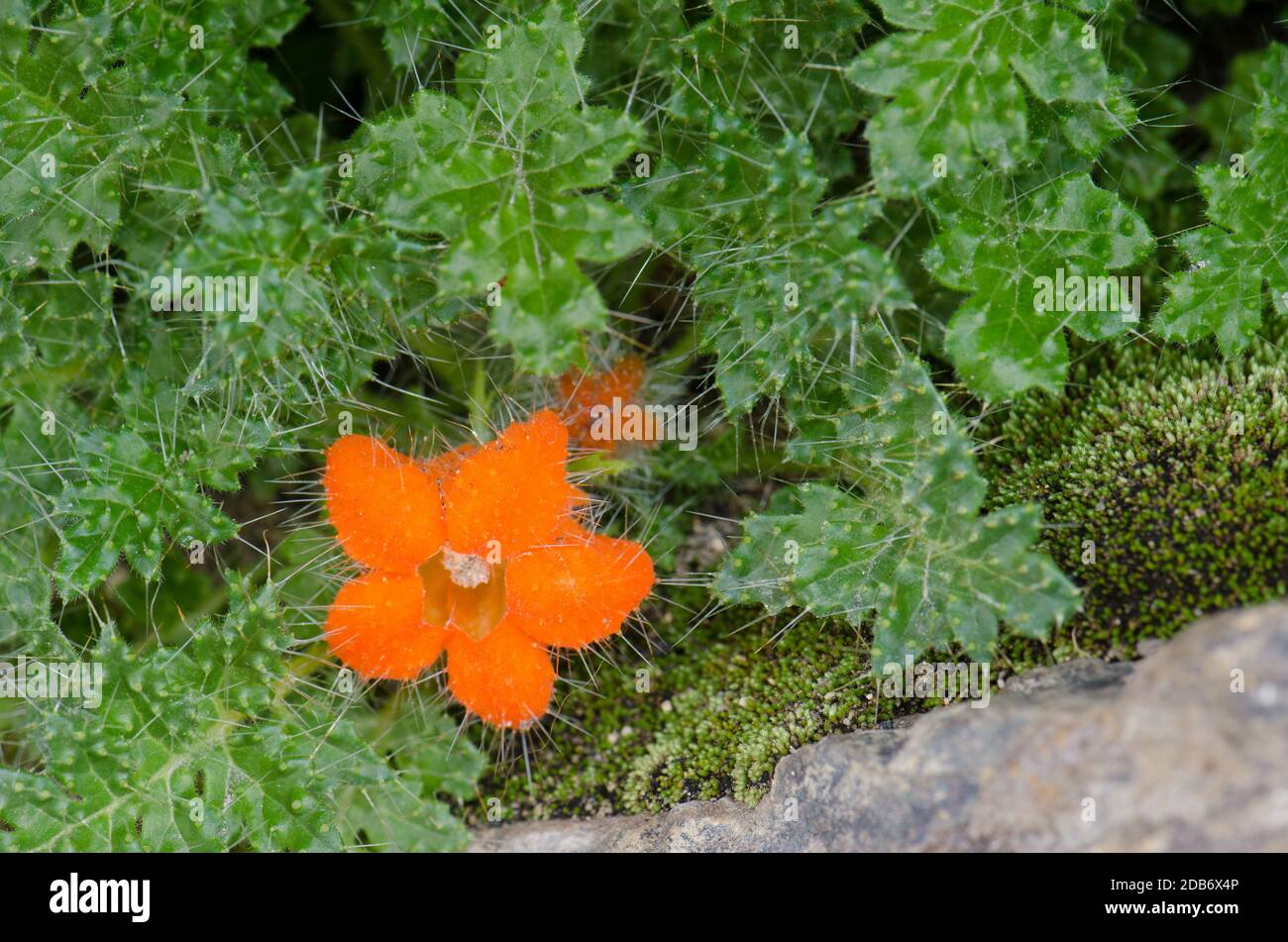 Plant Caiophora rosulata in flower. Lauca National Park. Arica y Parinacota Region. Chile. Stock Photo