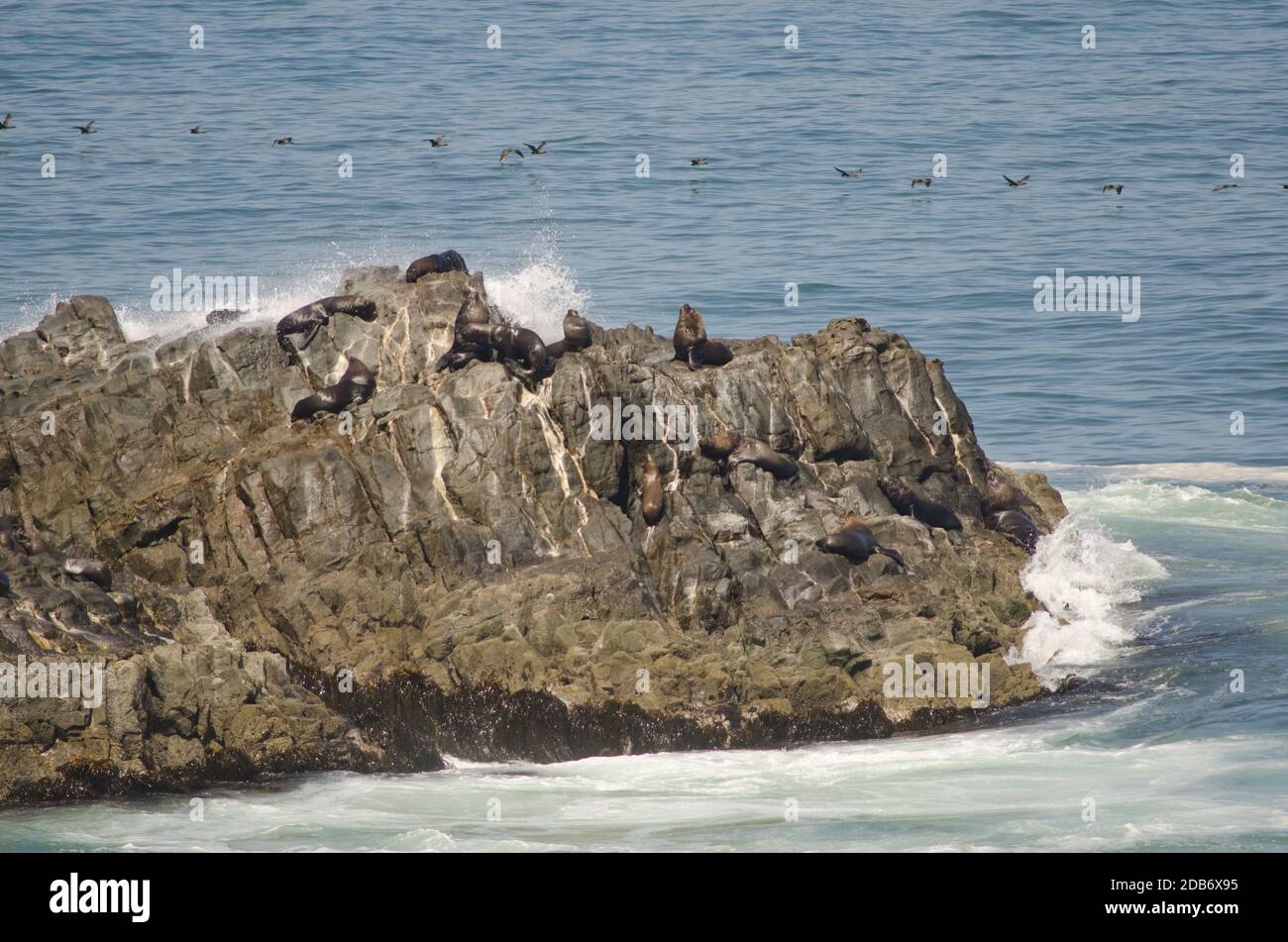 South American sea lions Otaria flavescens and guanay cormorants Leucocarbo bougainvillii in the background. Las Cuevas. Arica. Arica y Parinacota Reg Stock Photo