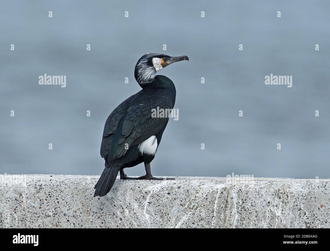 Japanese Cormorant Phalacrocorax Capillatus Adult Standing On Sea