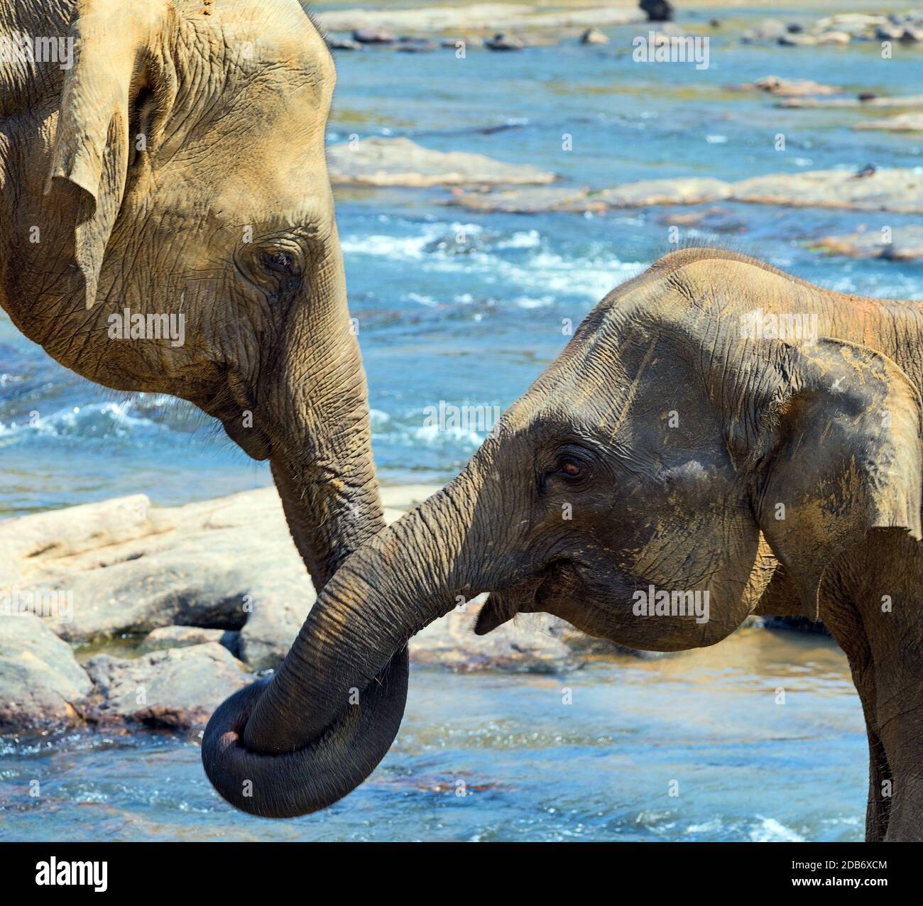 kissing Elephant, represents love, Sri Lanka Stock Photo Alamy