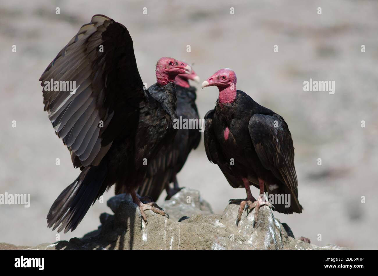 Turkey vultures Cathartes aura on a rock. Las Cuevas. Arica. Arica y