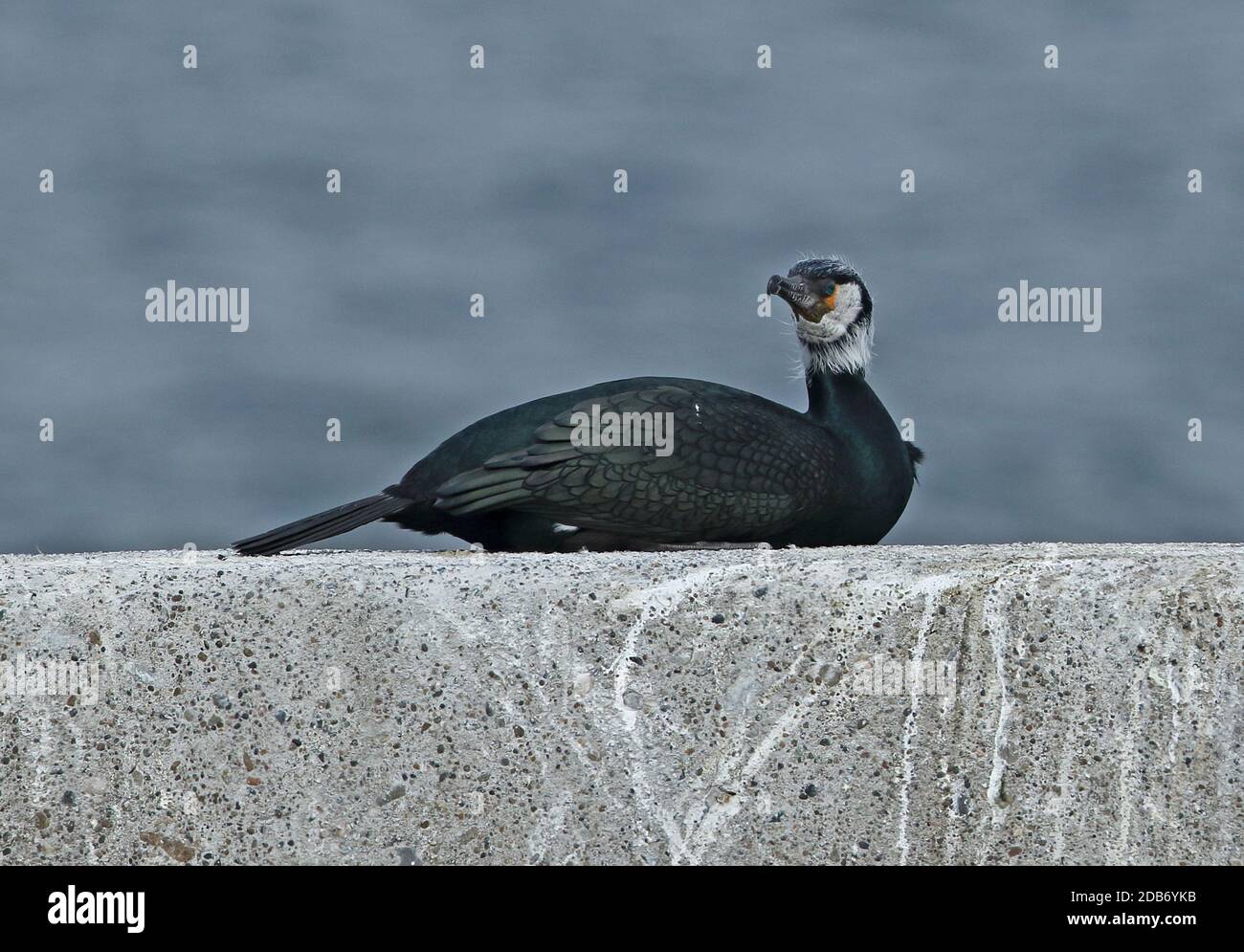 Japanese Cormorant Phalacrocorax Capillatus Adult Lying Down On Sea