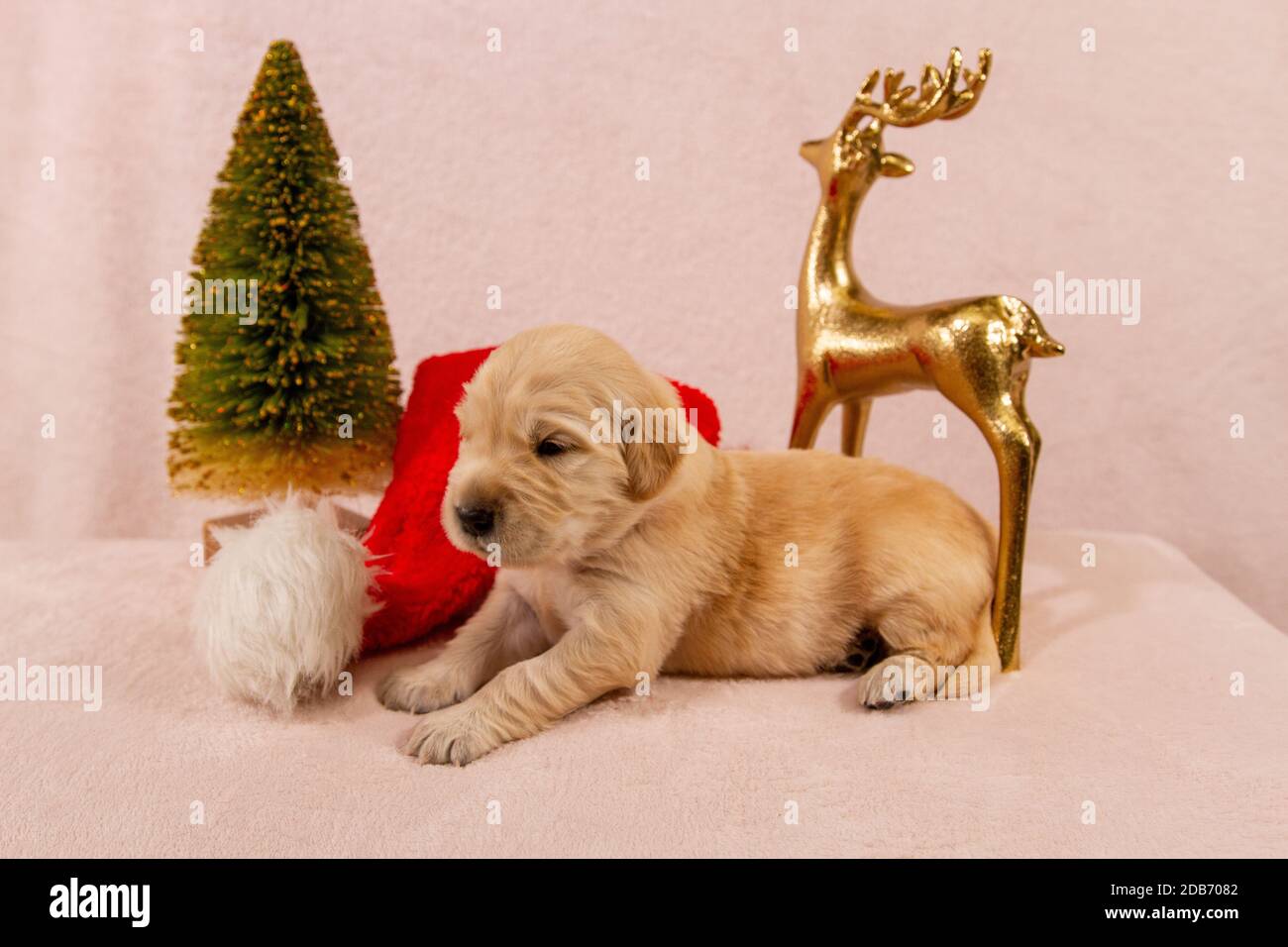Christmas Puppy Golden Retriever Stock Photo