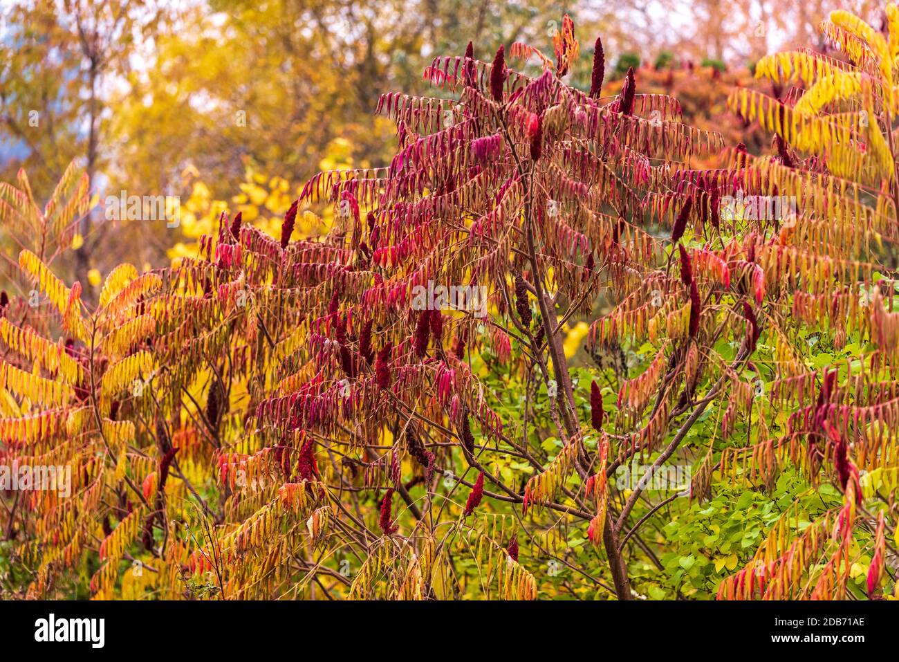 bright autumn colors of tree branches color the gray autumn day Stock Photo