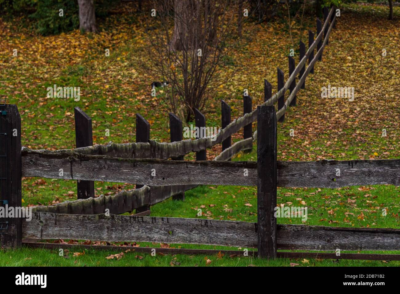 dark horizontal wooden fence with wide boards and a green lawn on which leaves from nearby tree branches have fallen Stock Photo