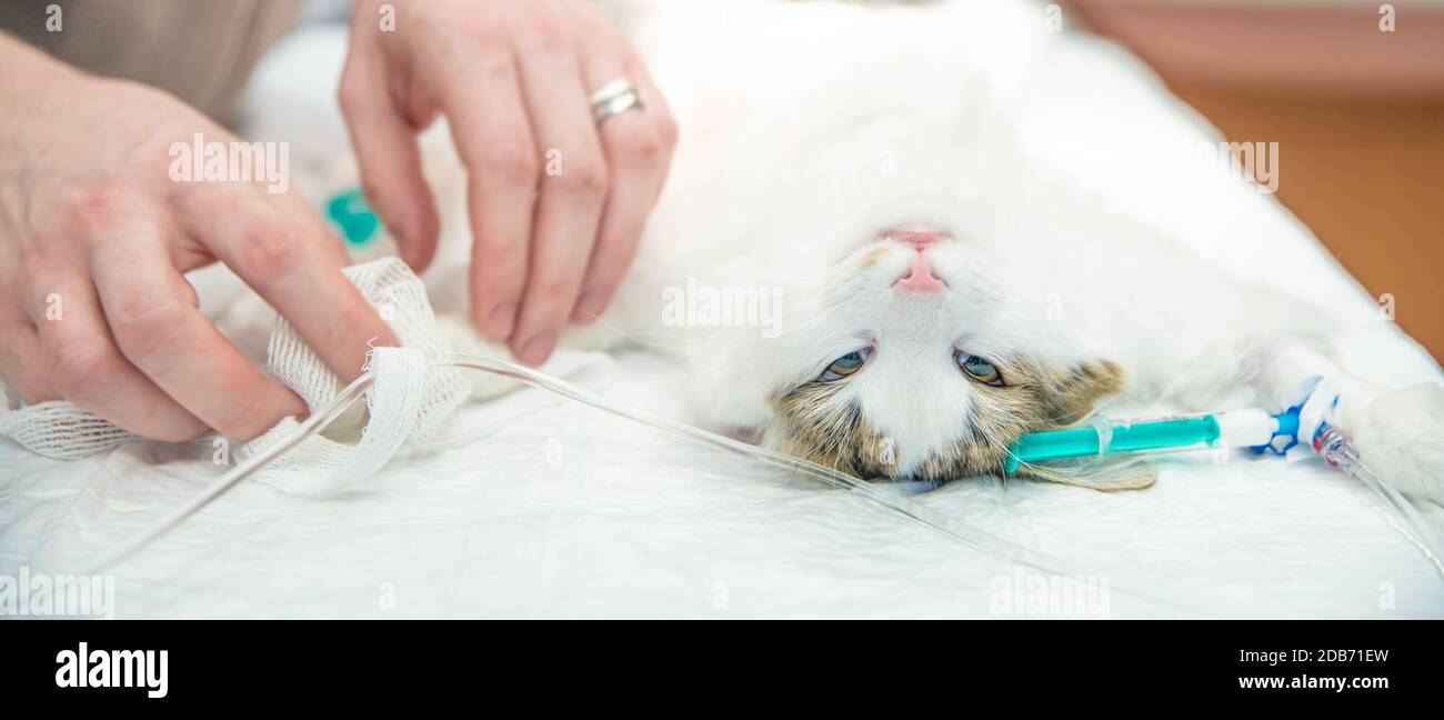 introduction of drip into a cat's paw on the vet surgery Stock Photo