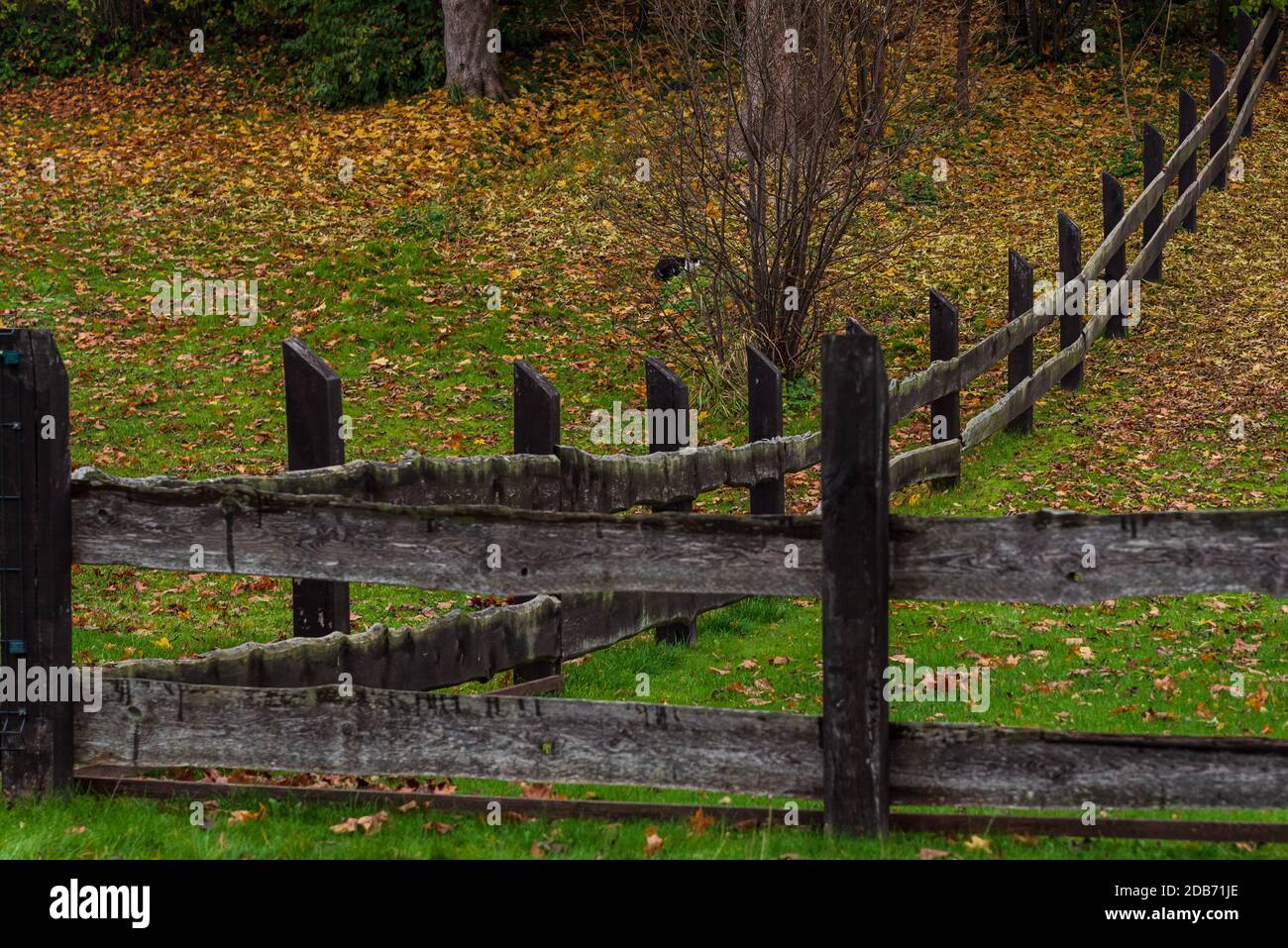 dark horizontal wooden fence with wide boards and a green lawn on which leaves from nearby tree branches have fallen Stock Photo