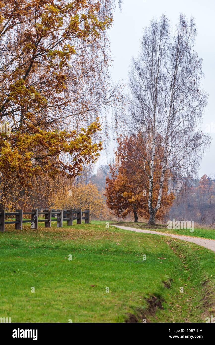 in autumn green grass, road, fence and trees that the sweat has already lost its leaves, but in front of the growing tree the branches are still full Stock Photo
