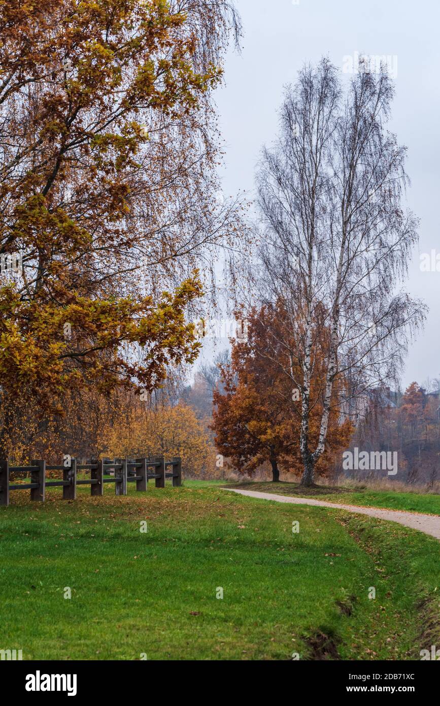 in autumn green grass, road, fence and trees that the sweat has already lost its leaves, but in front of the growing tree the branches are still full Stock Photo