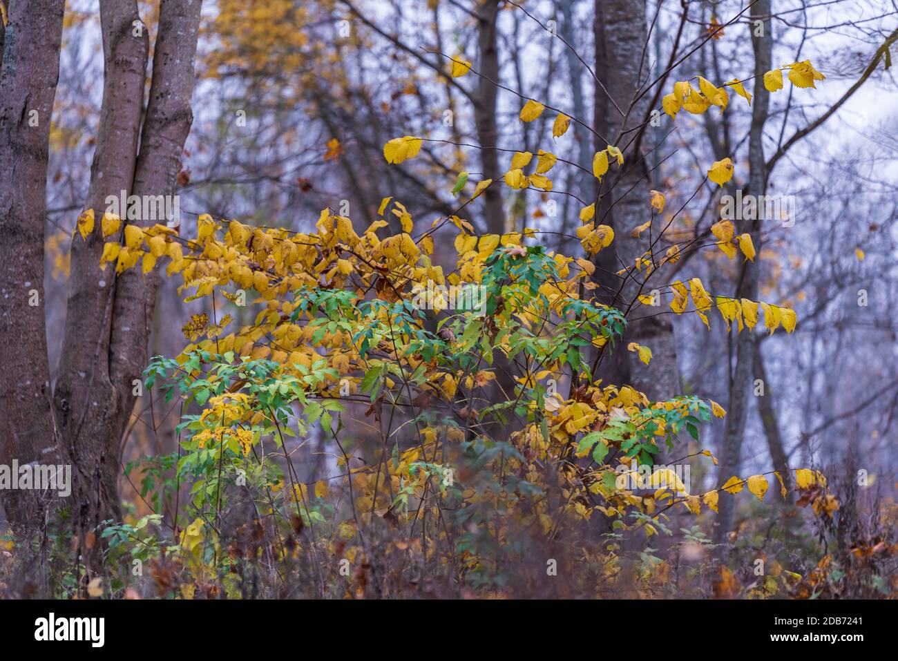 green and yellow leaves next to each other on the autumn gray day, when ...