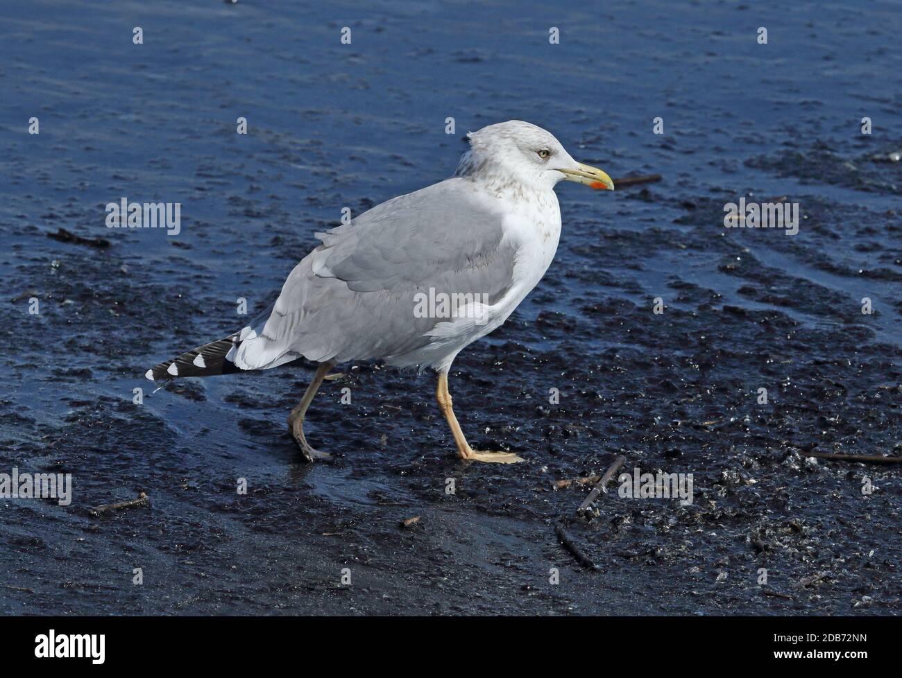 Taimyrensis Gull (Larus heuglini taimyrensis) adult standing on beach  Choshi, Chiba Prefecture, Japan         February Stock Photo
