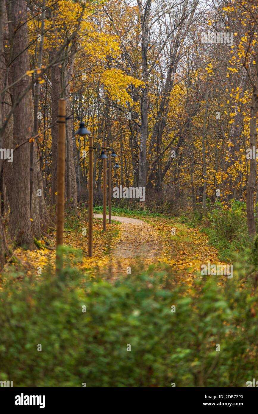 nature trails meander in autumn with leaves falling from nearby tree branches Stock Photo