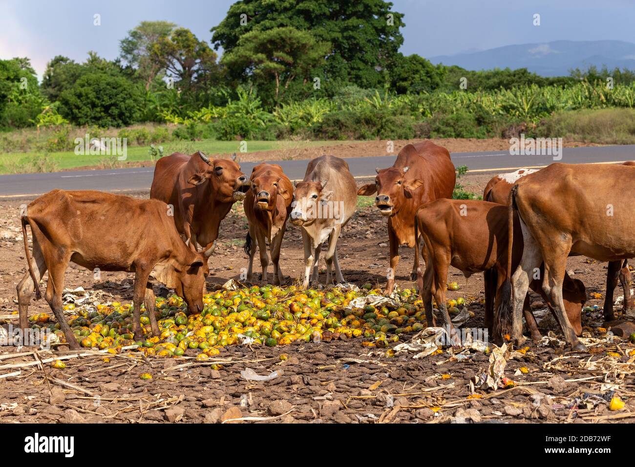 Ubiquitous Ethiopian cattle eats mango at the dump. Southern Nations ...