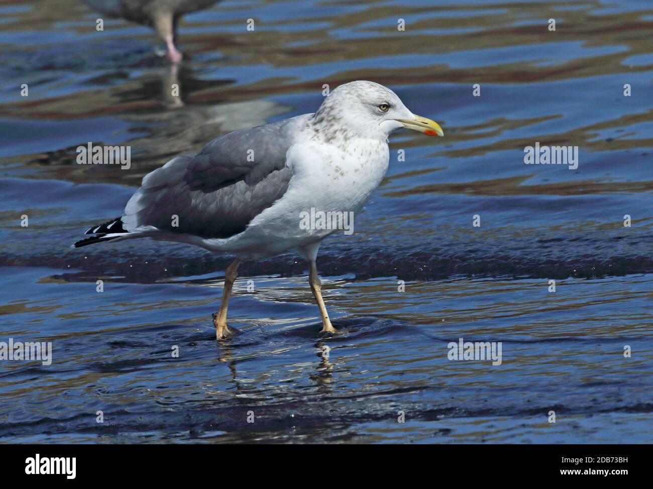 Taimyrensis Gull (Larus heuglini taimyrensis) adult standing on beach  Choshi, Chiba Prefecture, Japan         February Stock Photo