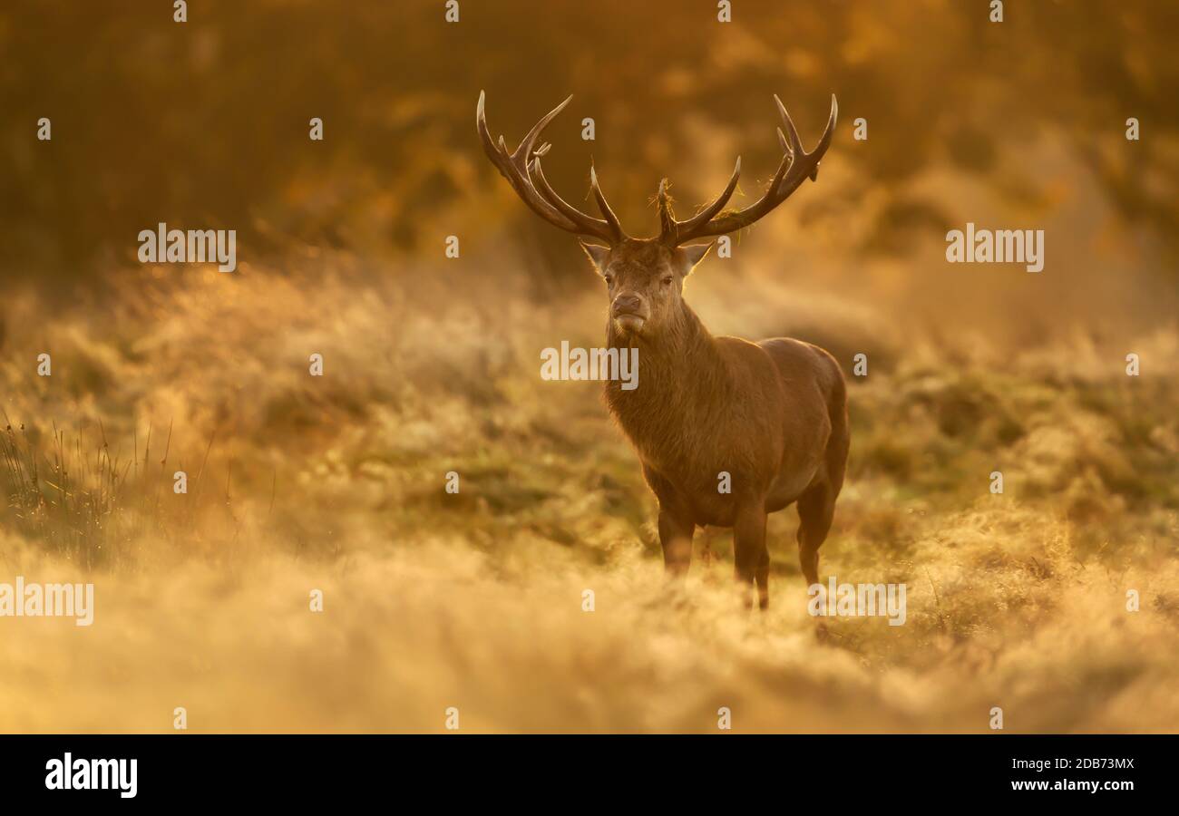 Red Deer (Cervus elaphus) stag at sunrise, UK. Stock Photo