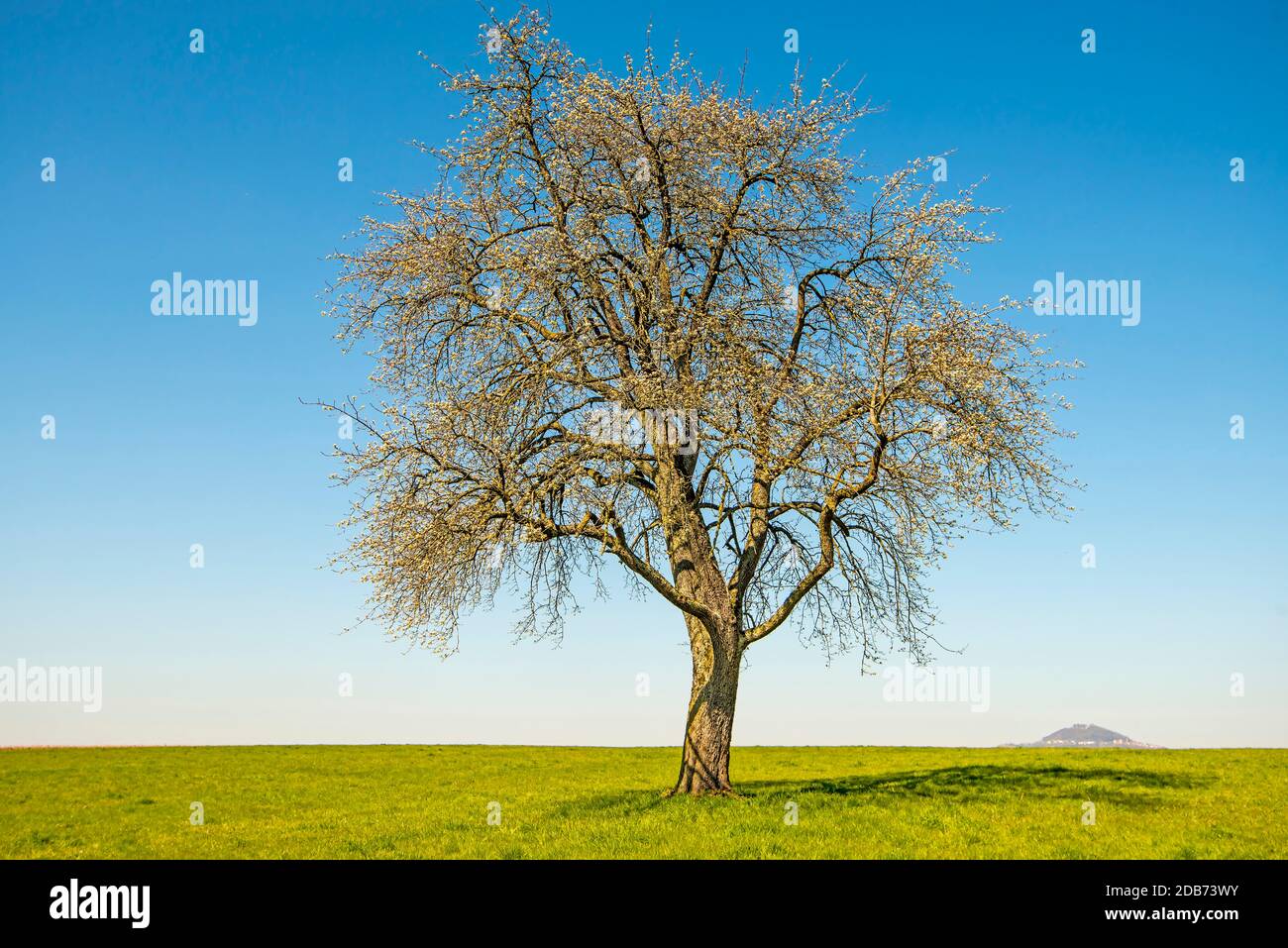 blossom of a pear tree with a blue sky and hill Hohenstaufen in Germany Stock Photo