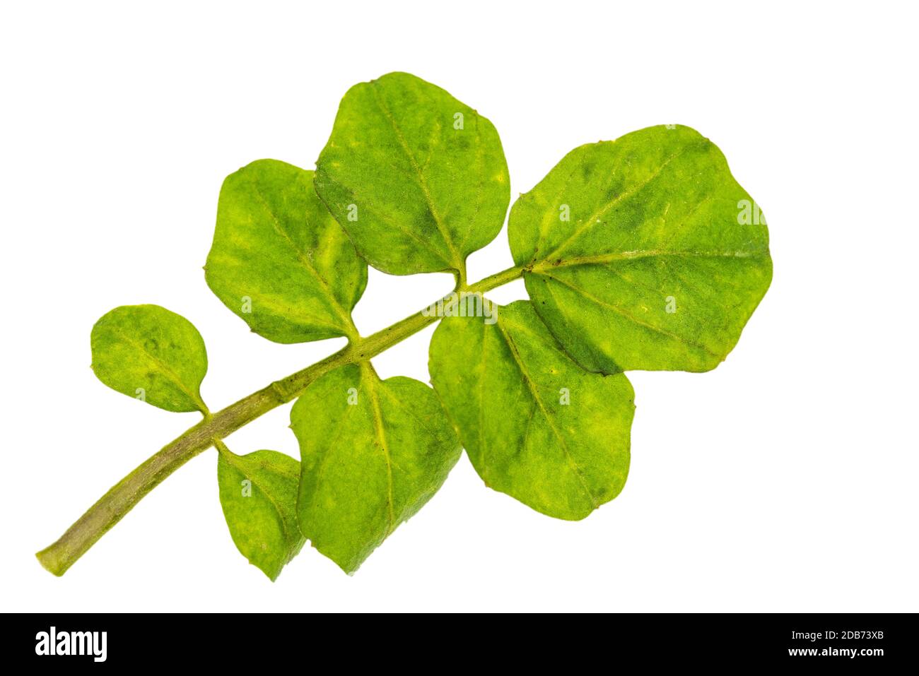 Green leaf cut out hi-res stock photography and images - Alamy