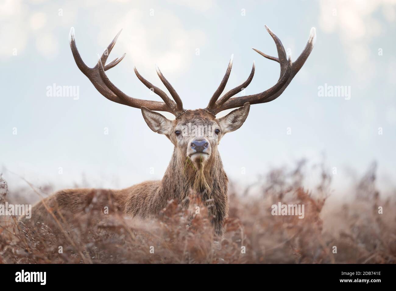 Close-up of a red deer stag standing in the field of ferns during rutting season on a misty autumn morning, UK. Stock Photo