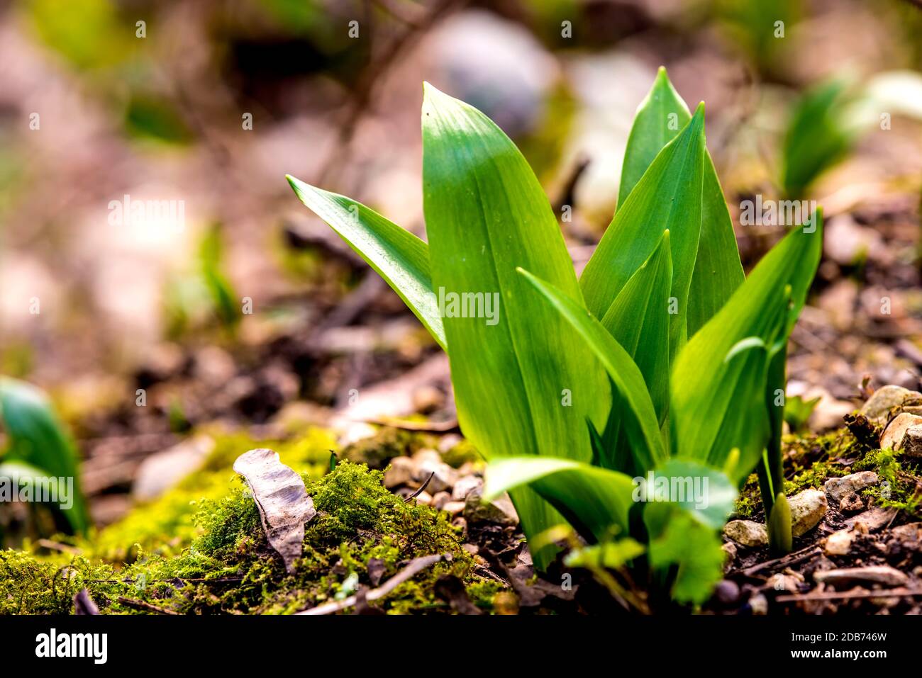 Wild Spring Garlic wild garlic in spring in a German forest Stock Photo - Alamy