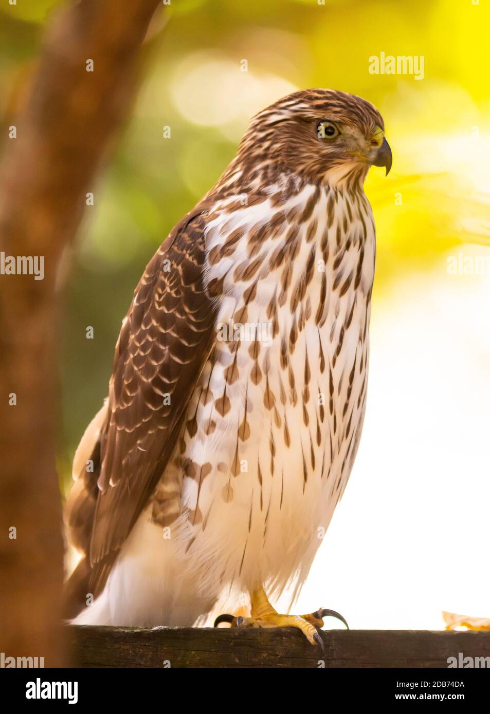 ARLINGTON, VIRGINIA, USA, OCTOBER 9, 2020 - Juvenile Cooper's Hawk perched on fence in residential neighborhood. Accipiter cooperii Stock Photo
