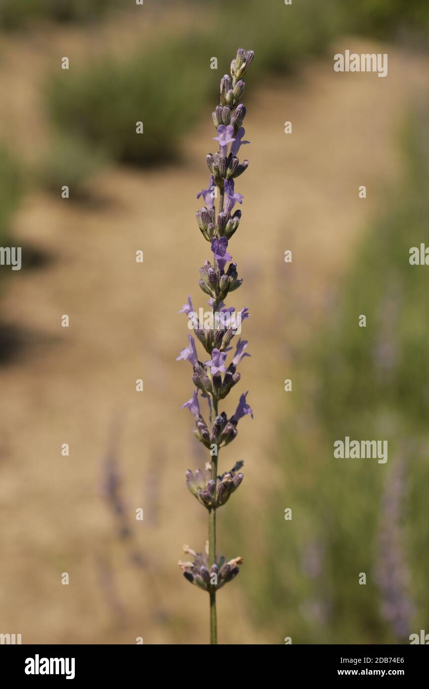 Grosso lavender field during flowering Stock Photo