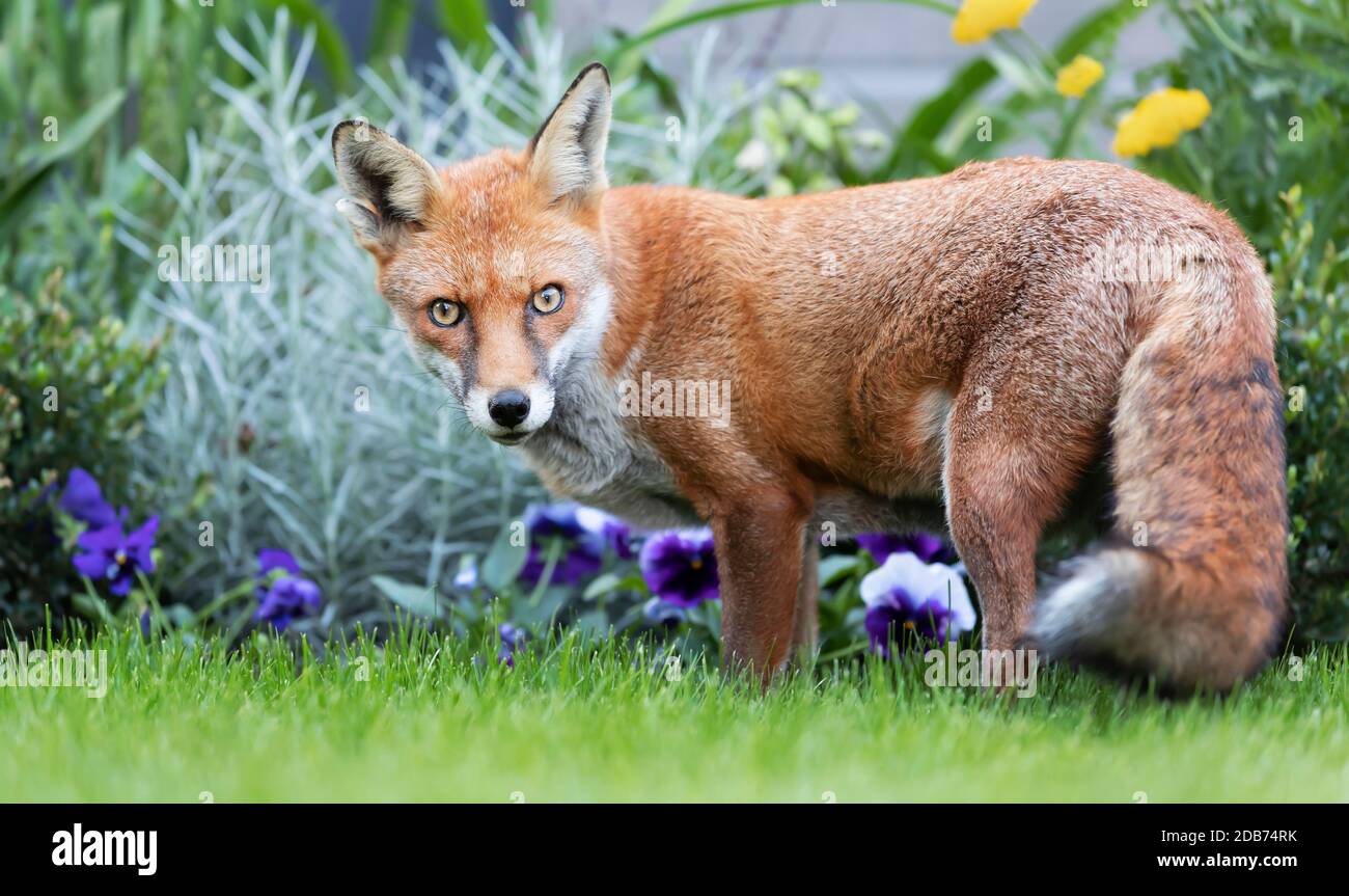 Close up of a red fox (Vulpes vulpes) standing near flower bed in 