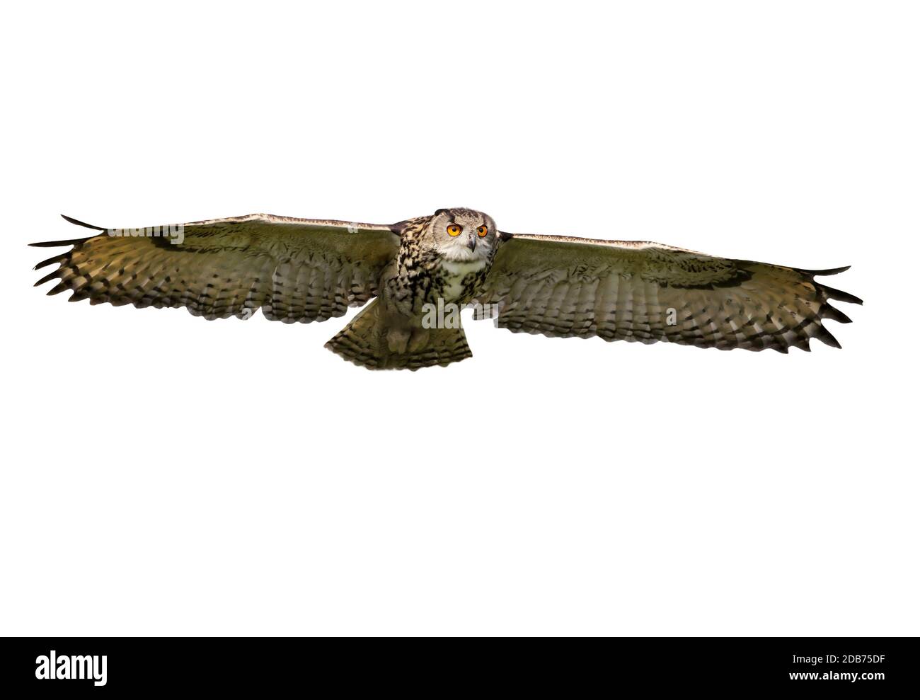 Close up of an Eagle Owl in flight on a clear white background. Stock Photo