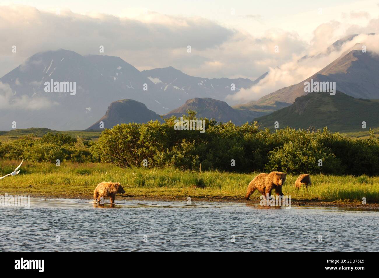 Grizzly bearsÃ‚Â (UrsusÃ‚Â arctosÃ‚Â ssp.), Katmai National Park, Alaska, USA Stock Photo