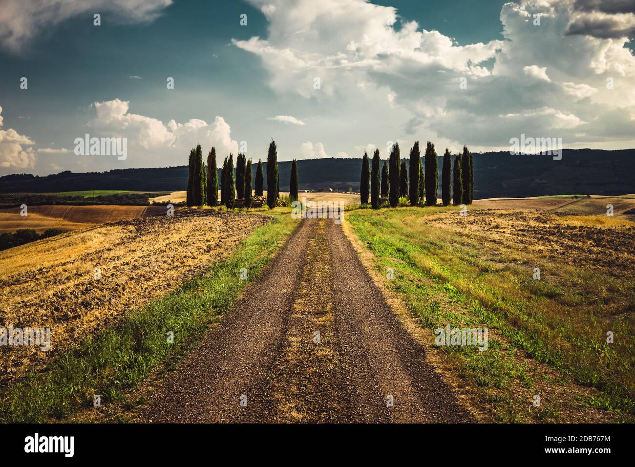 Beautiful view of the Italian countryside, dirt road goes through wheat ...