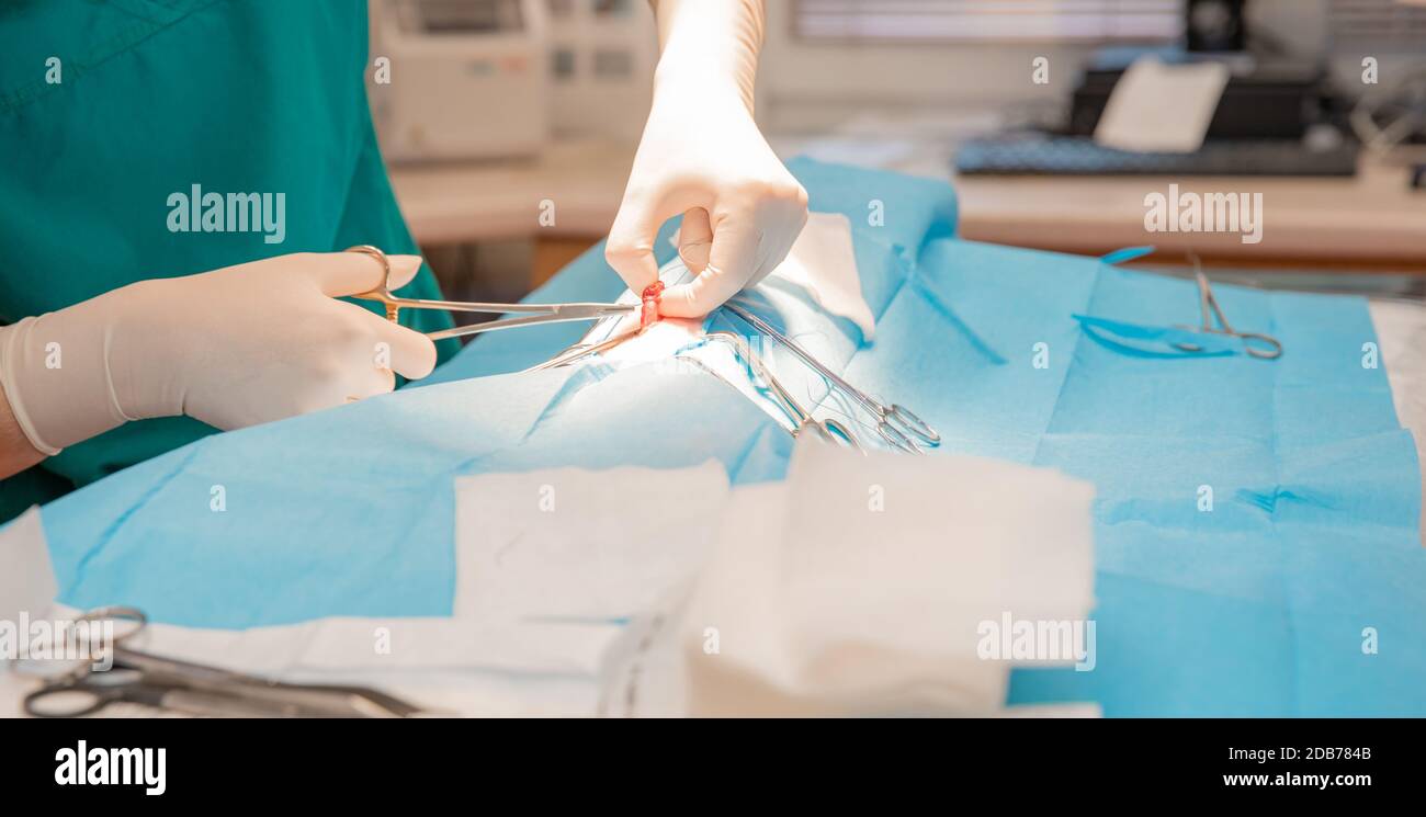 the veterinarian surgeon performs the animal operation on the operating table. Stock Photo
