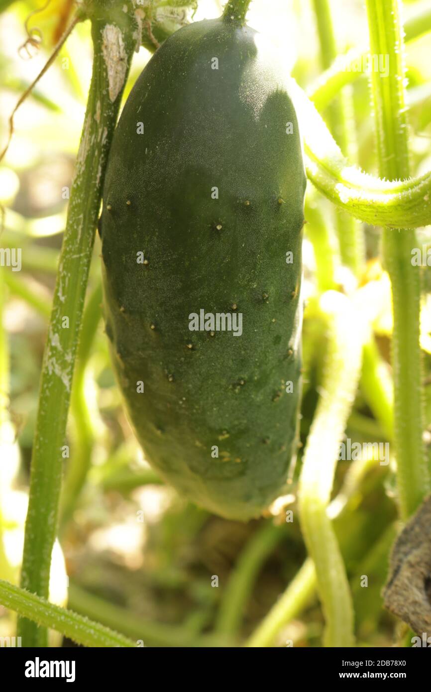 Under Ripe Caccuma Cucumber ripening in the summer period in a stiff arrangem Stock Photo ...