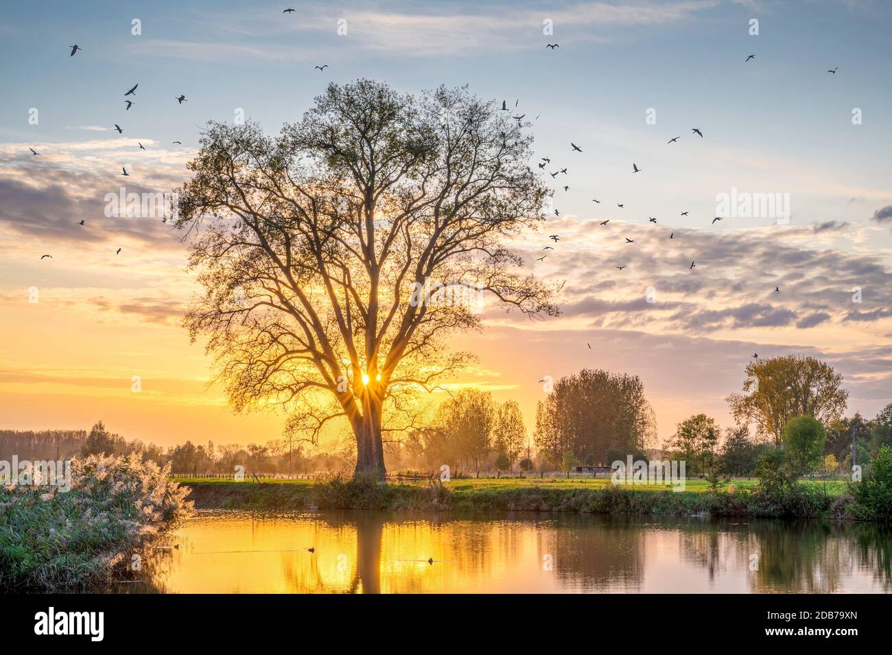 Flying cormorants around a Canadian poplar on a beautiful golden hour sunset Stock Photo