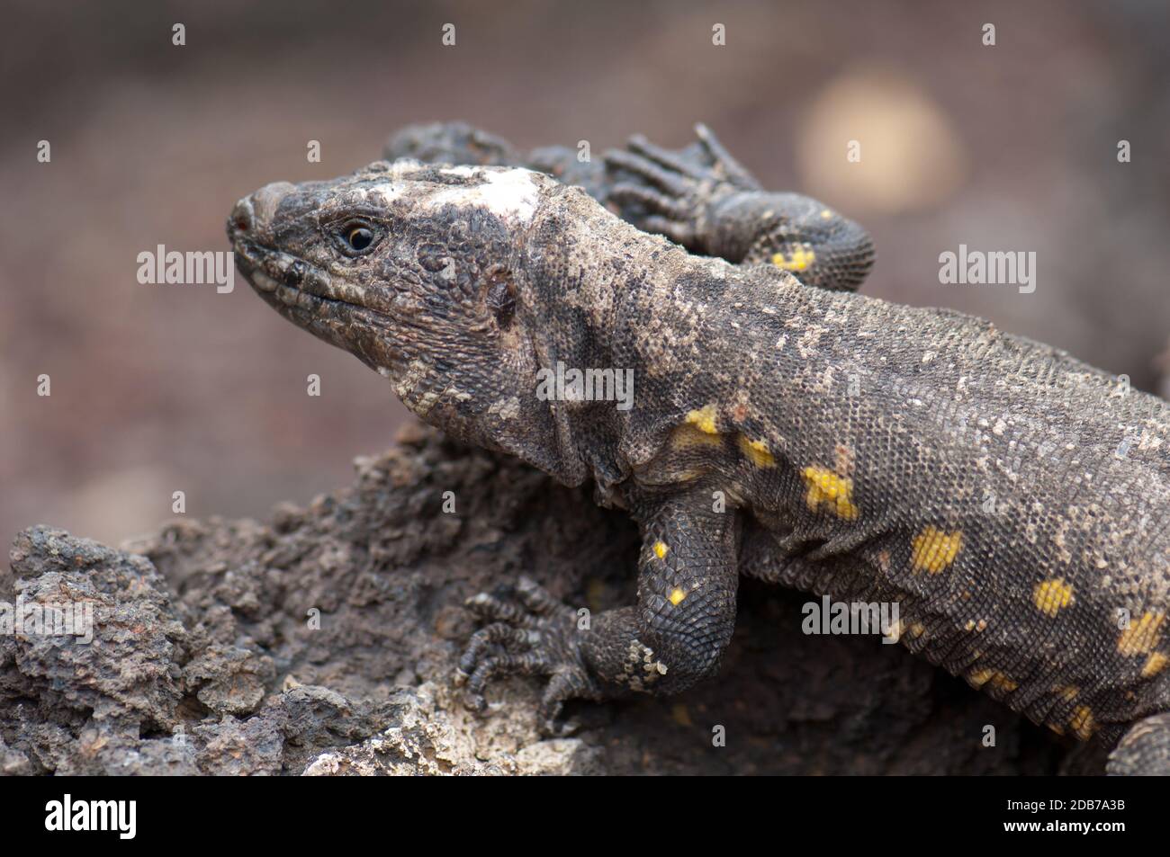 El Hierro giant lizard Gallotia simonyi. Adult male. Controlled conditions.  Captive breeding center of Frontera. El Hierro. Canary Islands. Spain Stock  Photo - Alamy